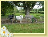 ValJoly_lla_04.09 (11)